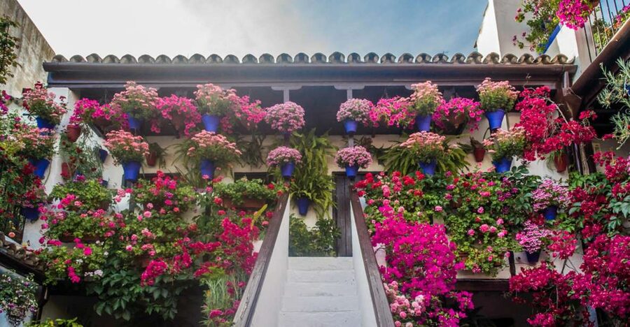Córdoba: Guided Tour of the Patios - Córdoba patios and why UNESCO cared