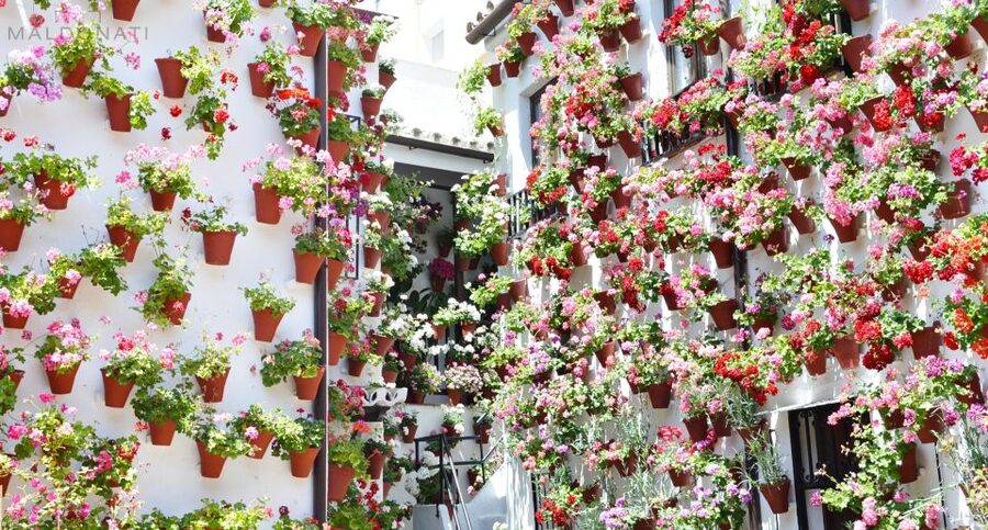 Córdoba Highlights Walking Tour - Key things I’d zero in on
