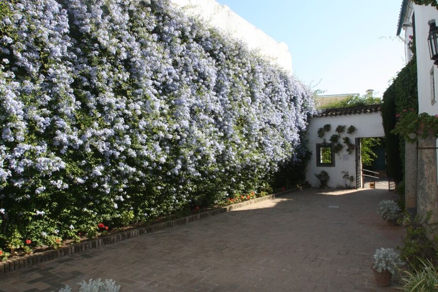 Córdoba: Viana Palace Gardens and Patios Entry Ticket - Where to start: meeting at Plaza de Don Gome 2