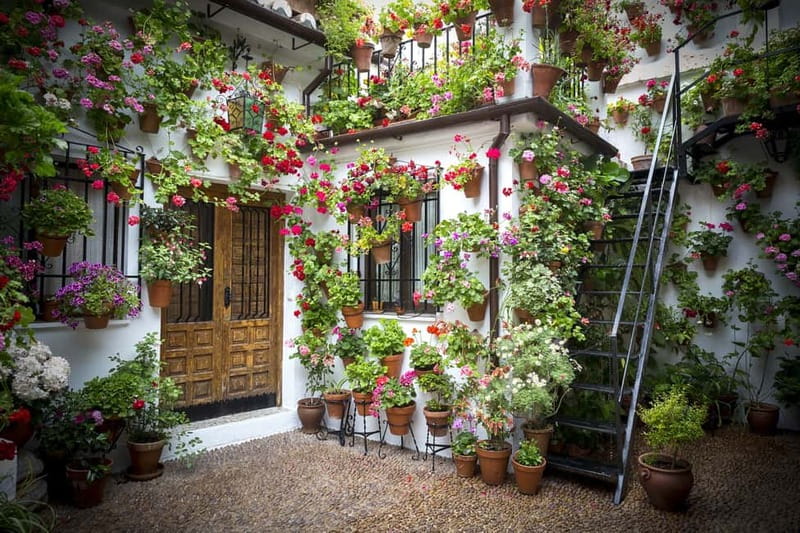 Guided tour in Spanish to the courtyards of Córdoba - Key highlights to look for on this Córdoba patio tour