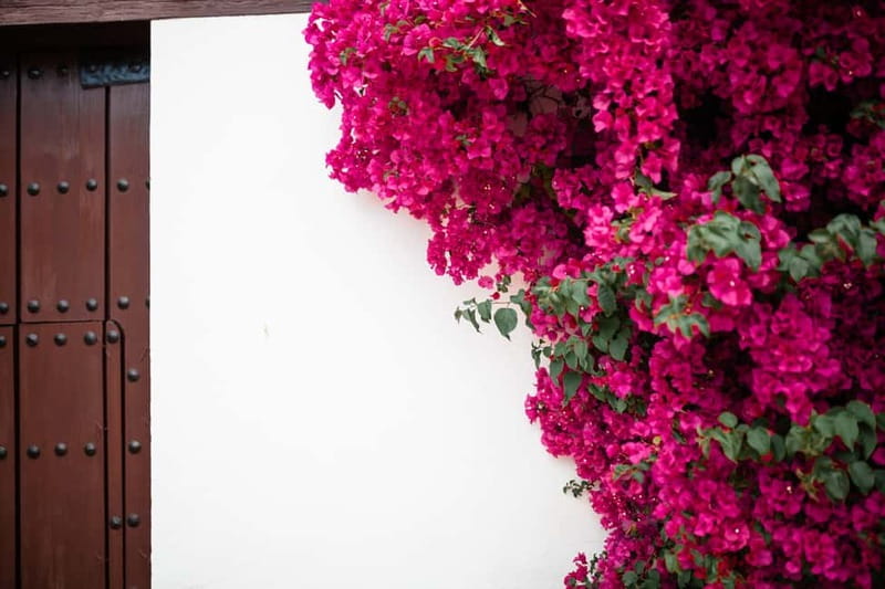 Guided tour in Spanish to the courtyards of Córdoba - Your Spanish guide (and why Sara’s style matters)