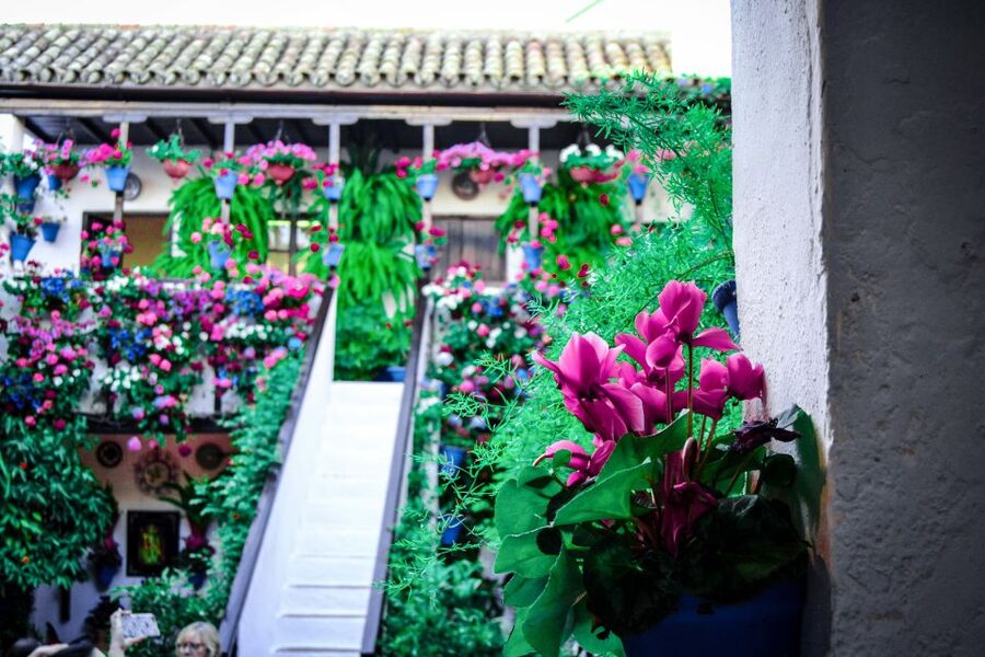 Patios of Cordoba Walking Tour - Inside the courtyards: flowers, mosaics, and practical design