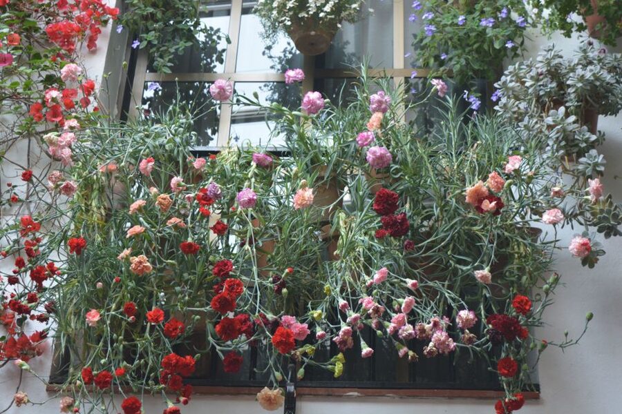 Sights, Sounds, and Scents of Córdoba's Patios - Córdoba’s patios in May: why it feels like a neighborhood festival