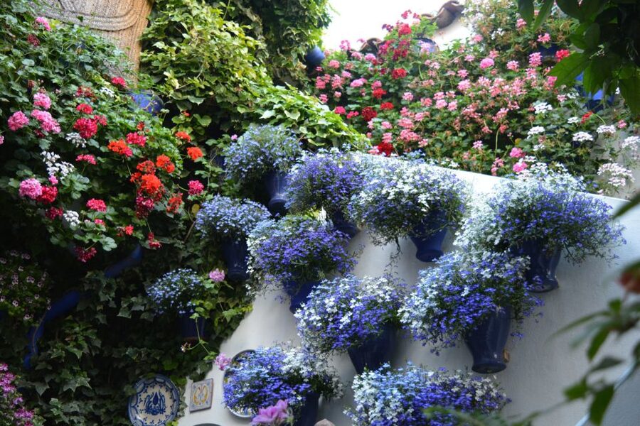 Sights, Sounds, and Scents of Córdoba's Patios - Inside the Patios Populares: plants, pride, and why no two courtyards look the same