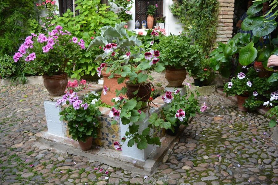 Sights, Sounds, and Scents of Córdoba's Patios - Evening light, comfortable shoes, and how to avoid patio-tour fatigue